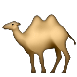 246
