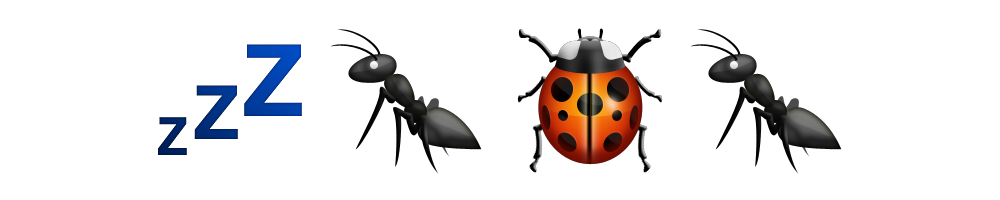 Bed Bugs