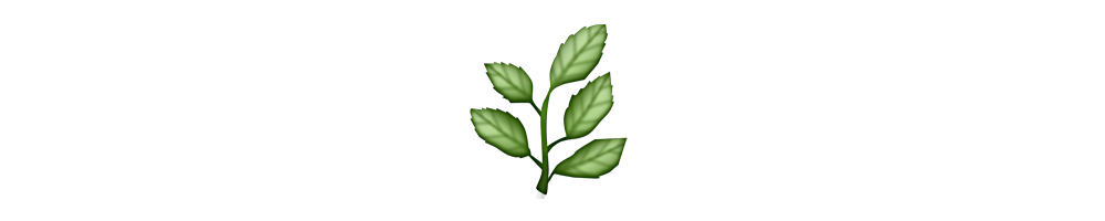 Vine